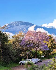 a tree with purple flowers in front of a mountain at Karibu Africa Home in Moshi