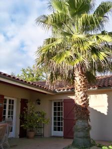a palm tree in front of a house at Gite de gachot in Fargues