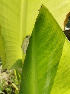 a small frog sitting on a large green leaf at The Tshilli Farm & Lodge in Maun