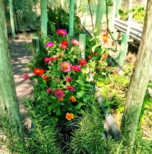 a garden with red and pink flowers and a bench at The Tshilli Farm & Lodge in Maun