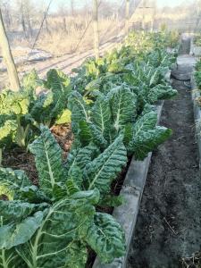 a row of cabbage plants in a garden at The Tshilli Farm & Lodge in Maun