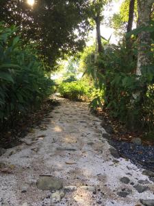 uma estrada de terra com árvores e plantas nela em Guest House Great Hostels Amazon em Puyo