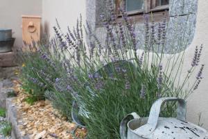 a garden with purple flowers next to a building at La Ferme de Jean entre lacs et montagnes in Saulxures-sur-Moselotte