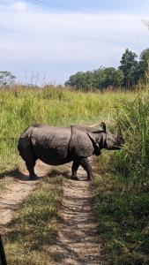 un rinoceronte parado en un camino de tierra en un campo en Chitwan Park Village, en Sauraha