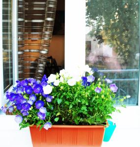 un pot de fleurs violettes et blanches sur un rebord de fenêtre dans l'établissement Apartment Vlhka, à Brno