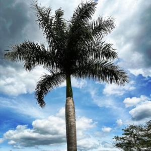 a palm tree with a cloudy sky in the background at Dee Park Entertainment Centre in Thohoyandou