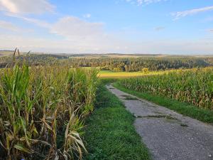 un chemin au milieu d'un champ dans l'établissement Wutachschlucht - spacious apartment in renovated farmhouse, à Bonndorf im Schwarzwald