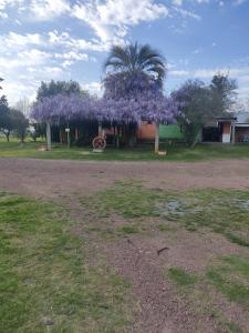 a house with a tree with purple flowers on it at Posada Esperanza in Minas