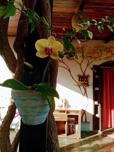uma flor num vaso numa árvore em Caiçaras Búzios em Búzios