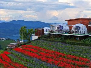 a field of flowers with tents in the background at ป๋ายดอย ม่อนแจ่ม in Mon Jam