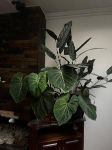 a large green plant sitting on top of a table at Casa feliz in Bogotá