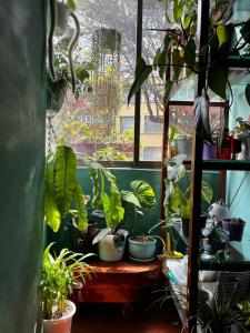 a room with a window filled with lots of plants at Casa feliz in Bogotá
