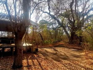 a tree sitting next to a house in the woods at The Tshilli Farm & Lodge in Maun