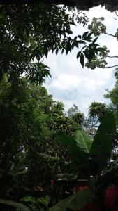 un grupo de árboles con un cielo en el fondo en Posada María Iguazú en Puerto Iguazú