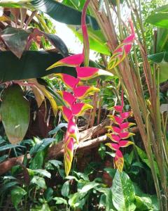 un grupo de flores rosas en una planta en Posada María Iguazú en Puerto Iguazú