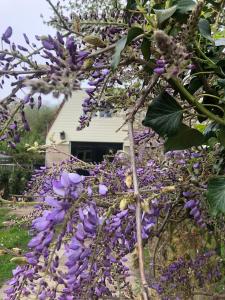 ein Büschen lila Blumen vor einem Haus in der Unterkunft De Bosrand Unieke plek grenzend aan het bos in Castricum