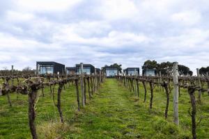 een rij wijnstokken in een veld bij Mt Duneed Estate in Mount Duneed