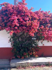 a bush of pink flowers on a wall at Hotel Posada Camelinas in P&aacute;tzcuaro
