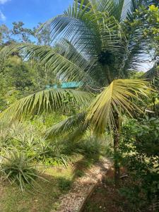 Um jardim no exterior de Ponci’s Gate to Gaia Holistic Center