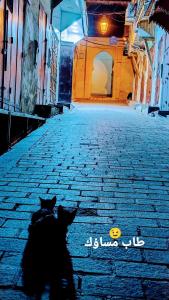 a couple of cats sitting on a street at Hostel riad Dar lala sofia in Fez