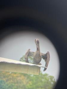 Animais na casa de hóspedes ou nos arredores