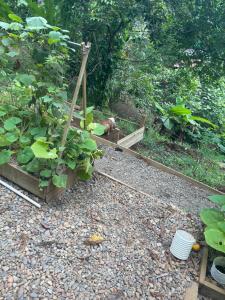 Um jardim no exterior de Ponci’s Gate to Gaia Holistic Center