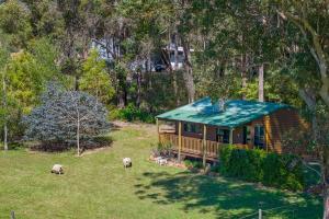 una casa con tetto verde e pecore in un campo di Diamond Forest Farm Stay a Manjimup