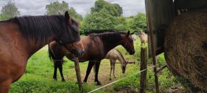 Afbeelding uit fotogalerij van L’horsery in La Chaise-Beaudouin