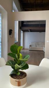 uma planta sentada numa mesa numa sala de estar em Il Garibaldi em Savigliano