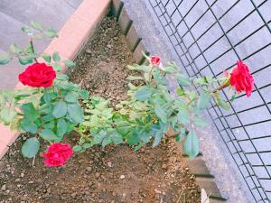 美山小屋-临近东京夏日乐园，高尾山，相模湖游乐园室外花園