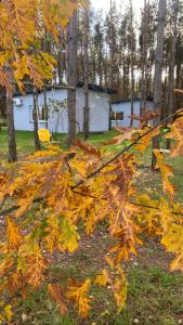 stos liści na ziemi przed domem w obiekcie 4REST w mieście Żytno
