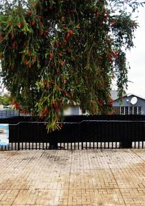 Ein Baum mit roten Beeren hängt über einem schwarzen Zaun in der Unterkunft NSK GUEST HOUSE in Alberton