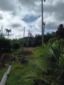 a field of grass with palm trees in the background at Chom Suan Farmstay in Ko Kood