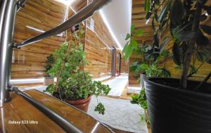 a hallway with a bunch of plants in pots at Villa Bonaca in Vukovar