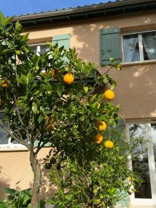 an orange tree in front of a building at Le Relais des Malettes Chambres d'hôtes B&B in Francheville