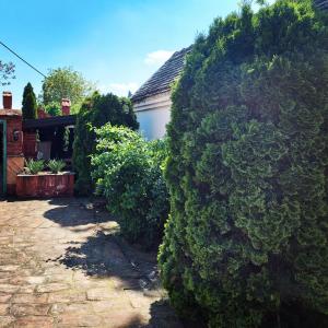 un gran seto verde frente a una casa en Apartman Bogatić 2, en Bogatić