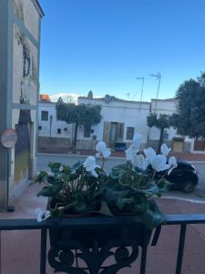 una pianta in vaso seduta su un tavolo in una strada di La Casetta a Ordona