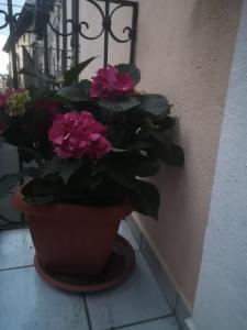 a plant in a pot sitting next to a wall at L'Alpino in Sulmona
