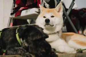 a dog sitting next to a brown and white dog at Готель Еко Сфера 