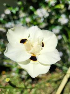 eine weiße Blume in der Unterkunft Casa 2 ambientes en Tesei, Hurlingham in Morón