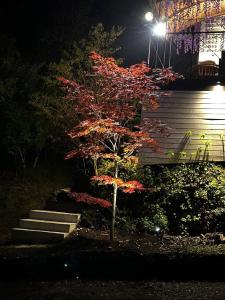 a small tree with red leaves next to some stairs at FUJIYUKI in Yamanakako