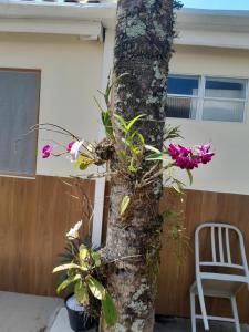 a tree with flowers on it next to a chair at Recanto da Praia Kitnetes in Caraguatatuba
