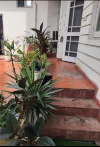 a porch with a bunch of plants in front of a house at Simbha's Homestay in Jammu