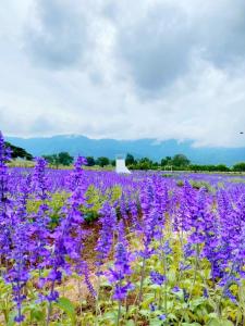 un champ de fleurs violettes dans un champ dans l'établissement Aurora Resort Khao Yai, à Mu Si