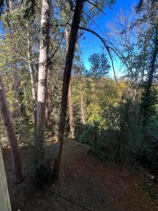einen Weg durch einen Wald mit Bäumen an einem sonnigen Tag in der Unterkunft Château Le Fournel in La Fouillouse