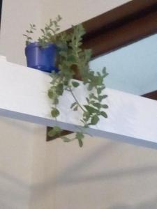 una planta en un estante con una olla azul en Tu casa en Montevideo, en Montevideo