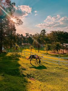 a horse grazing in a field near a fence at Hotel Pontal de Tiradentes in Tiradentes