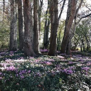 una alfombra de flores en el bosque en Domaine de Préfond, en Bengy-sur-Craon