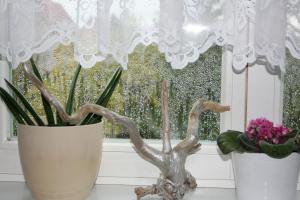 dos jarrones sentados en un alféizar de la ventana con flores en Ferien Oase am BER en Schönefeld