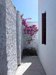 una planta con flores rosas en una pared blanca en Casa INTI de Maracajaú en Maracajaú
